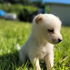 임실군 흰색 믹스견 수컷