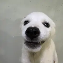 고창군 흰색 믹스견 수컷