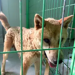 고창군 황갈색 믹스견 수컷