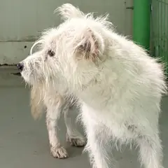 고창군 크림색 믹스견 암컷