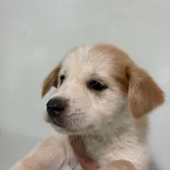 고창군 갈색&흰색 믹스견 수컷