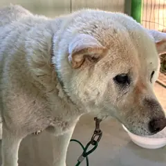 고창군 크림색 믹스견 암컷