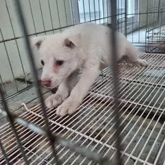 부안군 흰색 믹스견 수컷