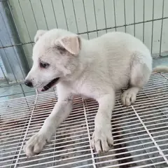 부안군 흰색 믹스견 수컷