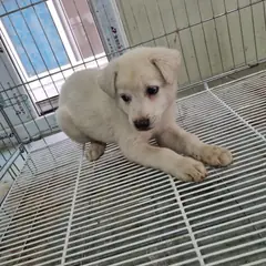부안군 흰색 믹스견 수컷