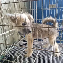 부안군 기타(회색,갈색) 믹스견 수컷