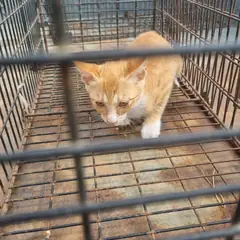 부안군 기타(노란색) 믹스묘 성별 미상