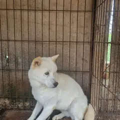 부안군 흰색 믹스견 암컷