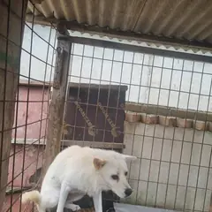 부안군 흰색 믹스견 암컷