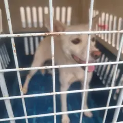 부안군 흰색 믹스견 암컷