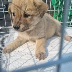 부안군 갈색 믹스견 수컷