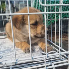 부안군 갈색 믹스견 수컷
