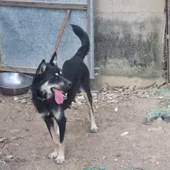 부안군 검정색 믹스견 암컷