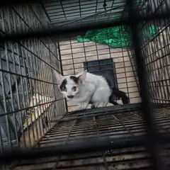 부안군 기타(검정,흰색) 믹스묘 성별 미상