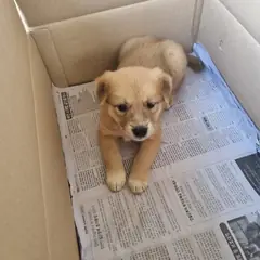 부안군 갈색 믹스견 수컷