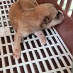부안군 갈색 믹스견 수컷