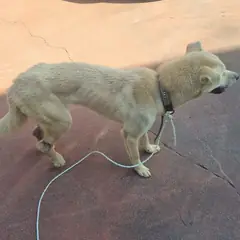 부안군 크림색 믹스견 수컷