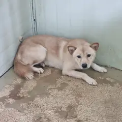 부안군 크림색 믹스견 수컷
