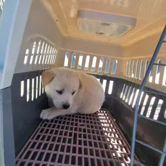 부안군 크림색 믹스견 암컷