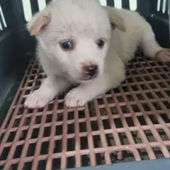 부안군 흰색 믹스견 수컷