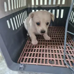 부안군 흰색 믹스견 수컷