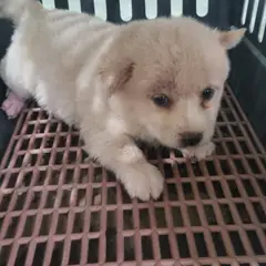 부안군 흰색 믹스견 암컷