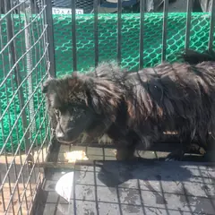 부안군 검정색 믹스견 수컷