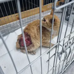 부안군 기타(주황,치즈) 믹스묘 성별 미상