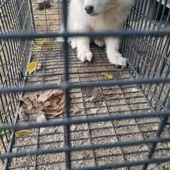 부안군 흰색 믹스견 수컷