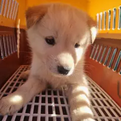 부안군 황갈색 믹스견 수컷