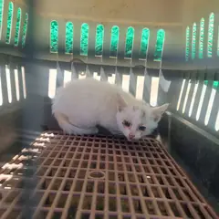 부안군 기타(흰색) 믹스묘 성별 미상