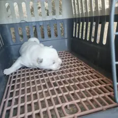 부안군 흰색 믹스견 암컷