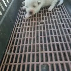 부안군 흰색 믹스견 수컷