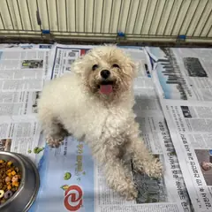 포항시 흰색 푸들 수컷