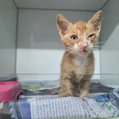 포항시 레몬색&흰색 한국 고양이 수컷