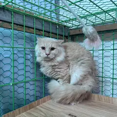 포항시 크림색 하일랜드 폴드 수컷