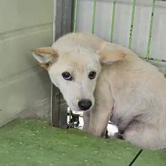 포항시 흰색 믹스견 수컷
