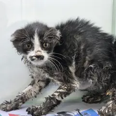 포항시 흰색/검은색 얼룩무늬 한국 고양이 성별 미상