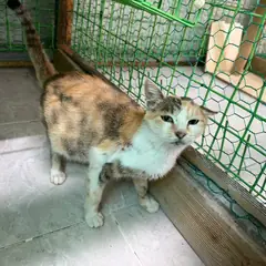 포항시 검은색흰색황토색조합 한국 고양이 암컷