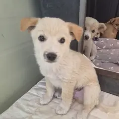 포항시 크림색 믹스견 수컷