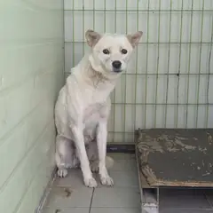 포항시 흰색 믹스견 암컷