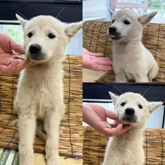 경주시 흰색 믹스견 수컷