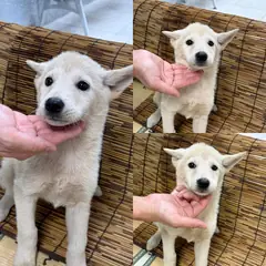 경주시 흰색 믹스견 암컷