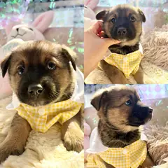 경주시 갈색 믹스견 수컷