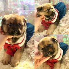 경주시 갈색&검정 믹스견 수컷