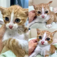 경주시 기타(치즈) 한국 고양이 성별 미상
