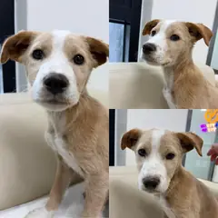 경주시 갈색&흰색 믹스견 수컷