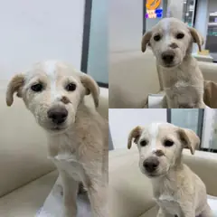 경주시 엷은 황갈색&흰색 믹스견 암컷