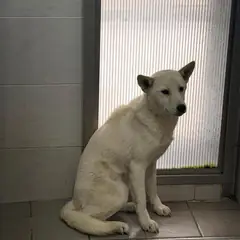 경주시 흰색 믹스견 암컷