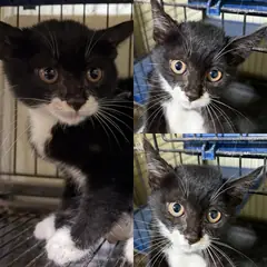 경주시 흰색/검은색 얼룩무늬 한국 고양이 수컷